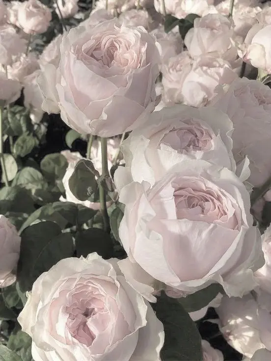 EvenSnack5914의 🐣彼氏