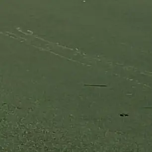 LazyRat3069의 주인장