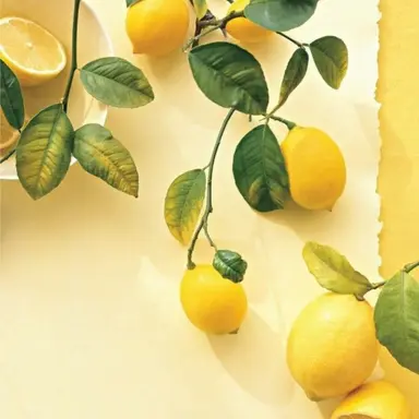 Profile image of 쪼만