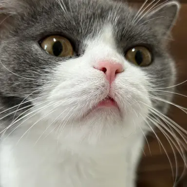 Profile image of 레오