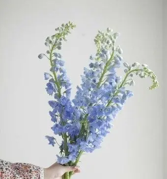 Profile image of 블루