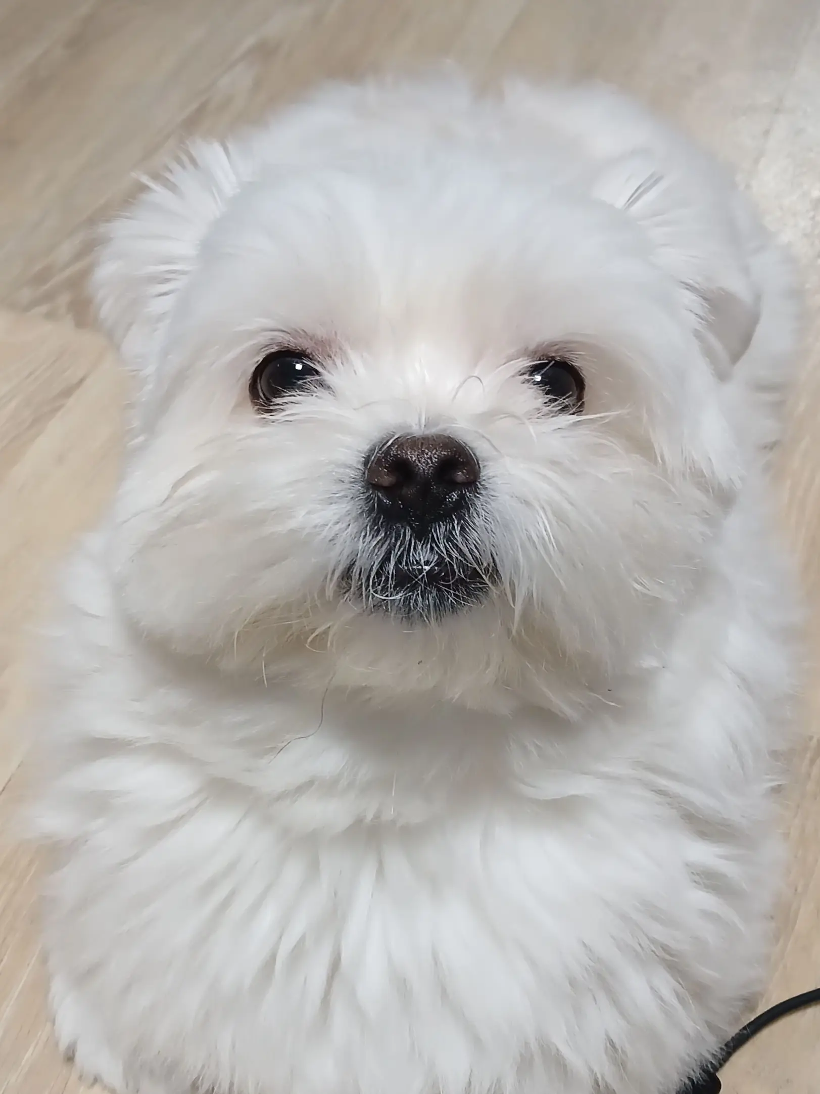 TimidWire6408의 날 집착하는 혐오대상들