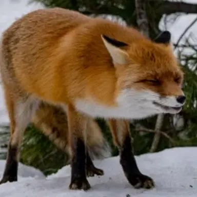 Profile image of 여우
