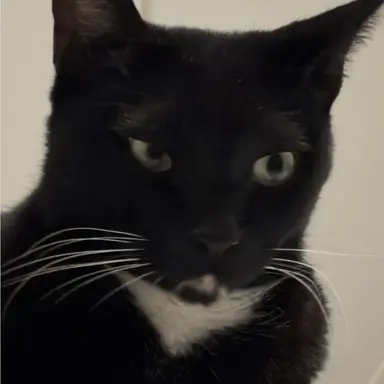 Profile image of 황수현