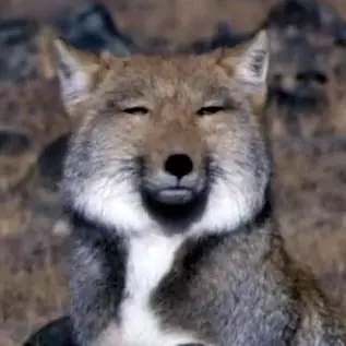 Profile image of 여우