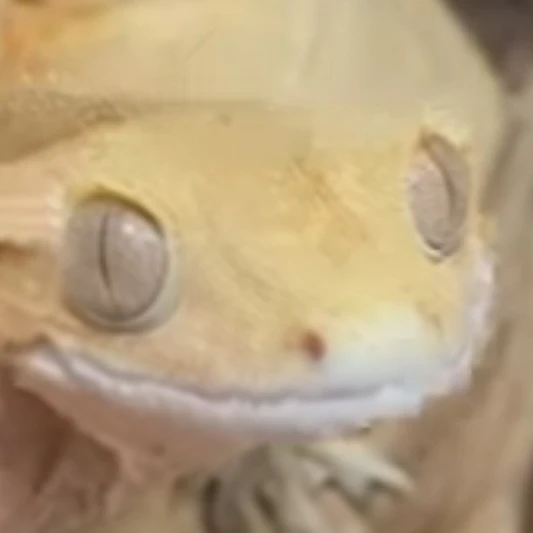 강안지