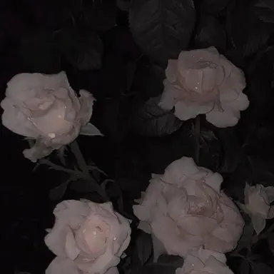 Profile image of 李志勋