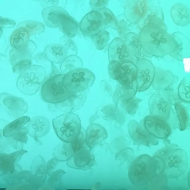 jellyfish.397.의 のろけばなし