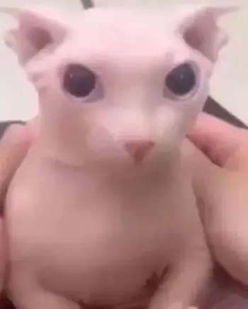 TrendyYabby1975의 Bongo the Cat