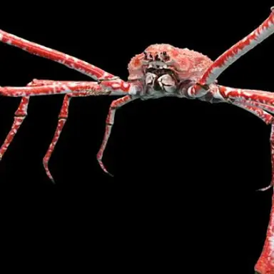 Profile image of 거미 게