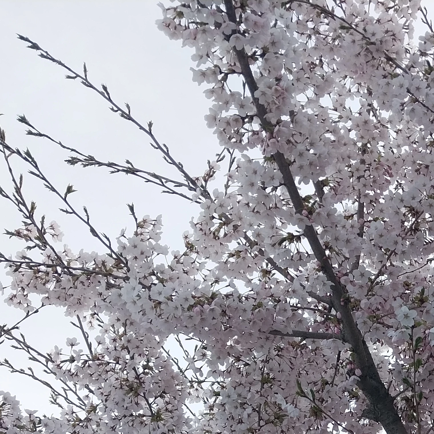 헤레나 박