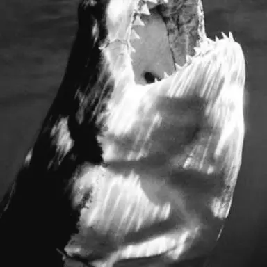 Profile image of 베이드