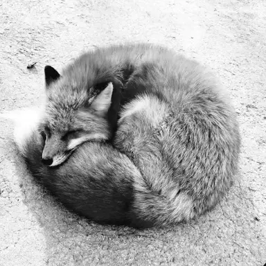 Profile image of 베인