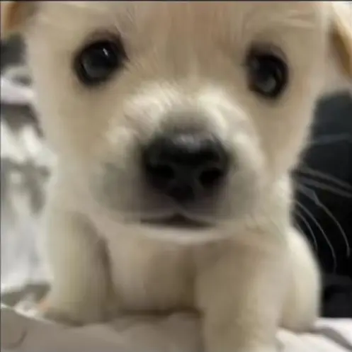 PorousAge3322의 내 감자