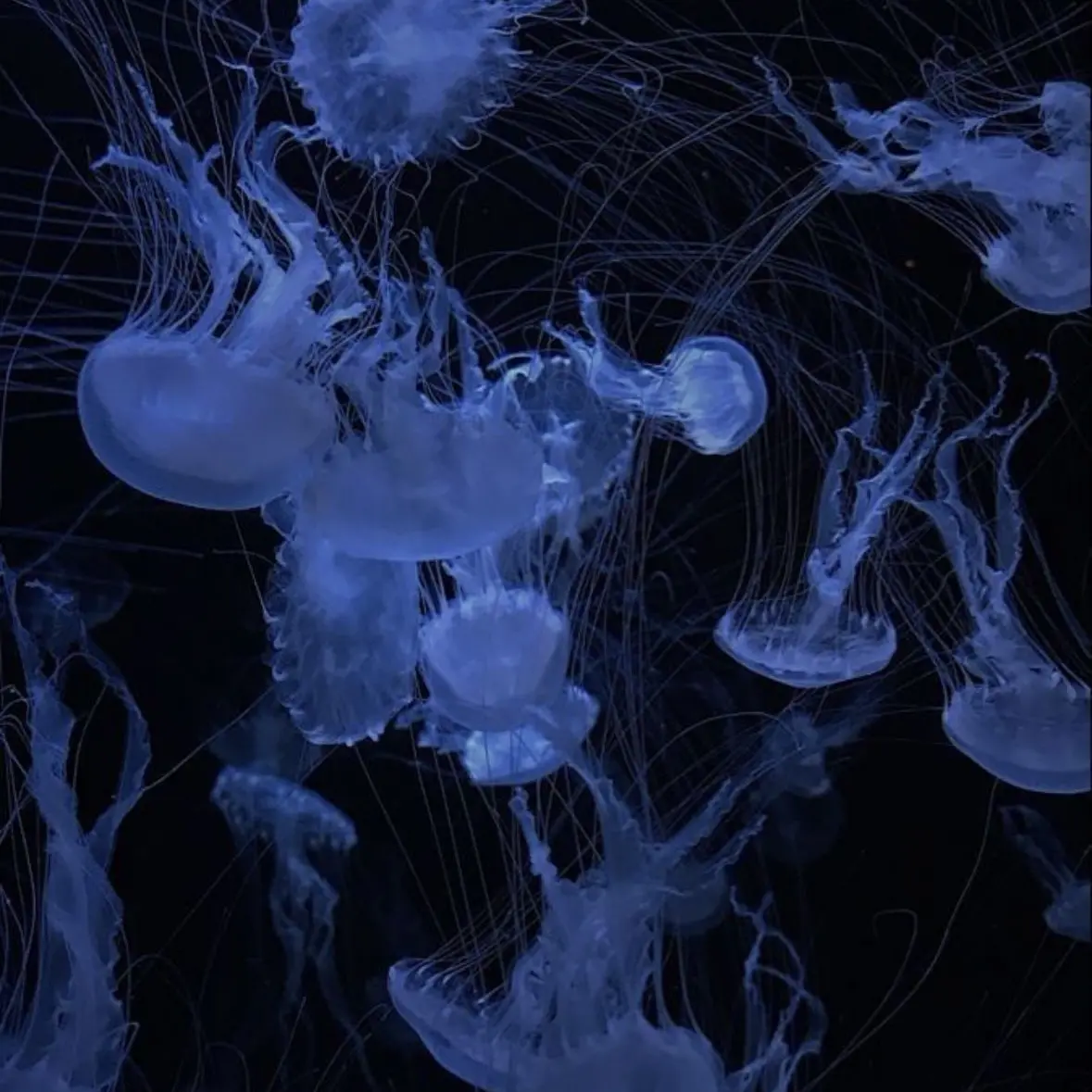 GE999의 바닷속에 집을 짓자.