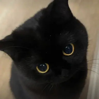 Profile image of 두부
