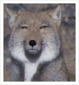Profile image of 여우