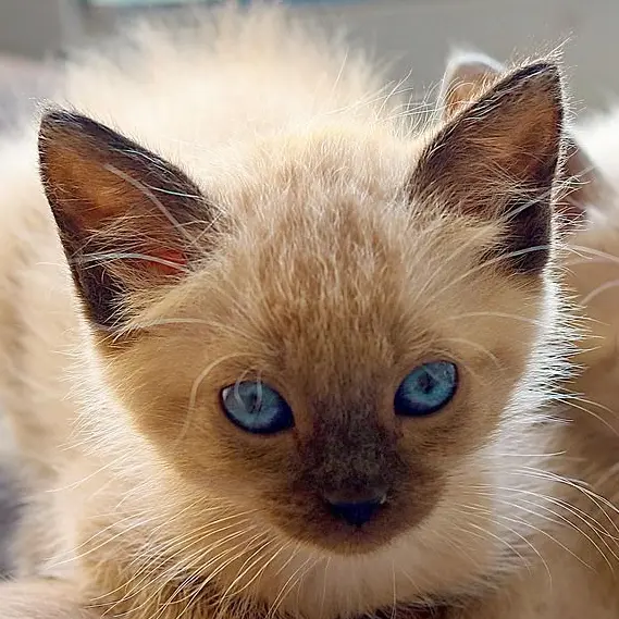 UsefulSugar1746의 최태빈 욕하기