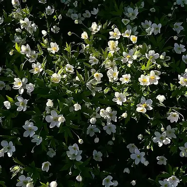 Profile image of 임유현