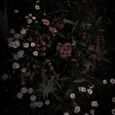 Profile image of サンウォン