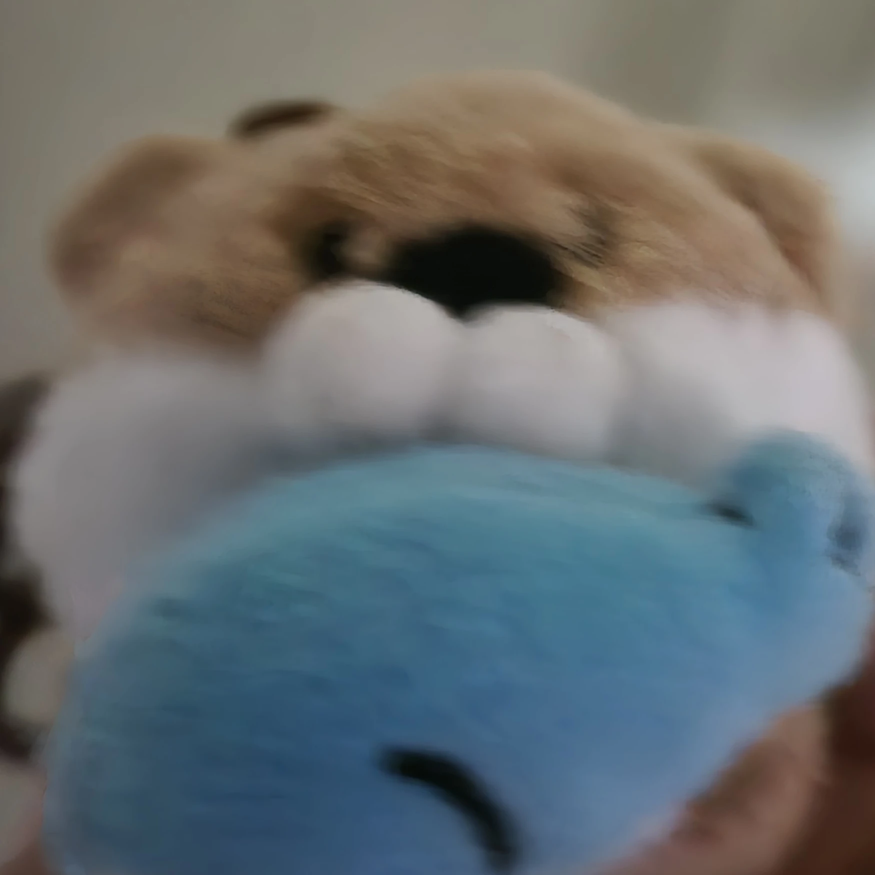 샤샤