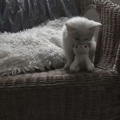 Profile image of フィリックス