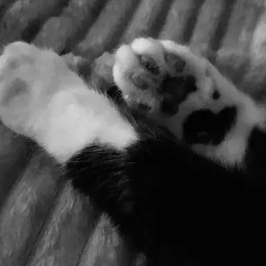 Profile image of シウォン