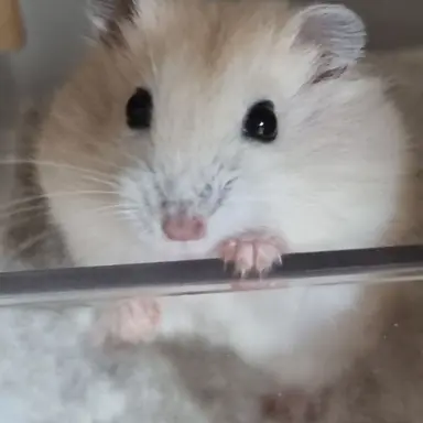 Profile image of 김애플