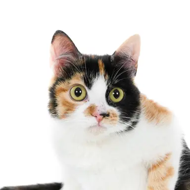 Profile image of Young