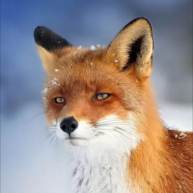 Profile image of 여우