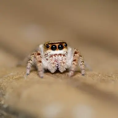 Profile image of 蟲達