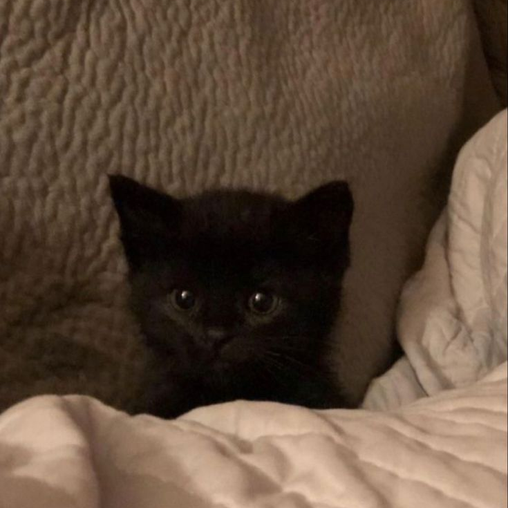 🐈‍⬛ 대표 이미지