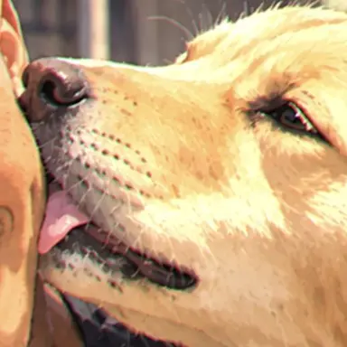 Profile image of ゴル