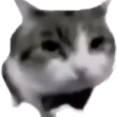 Profile image of 여우