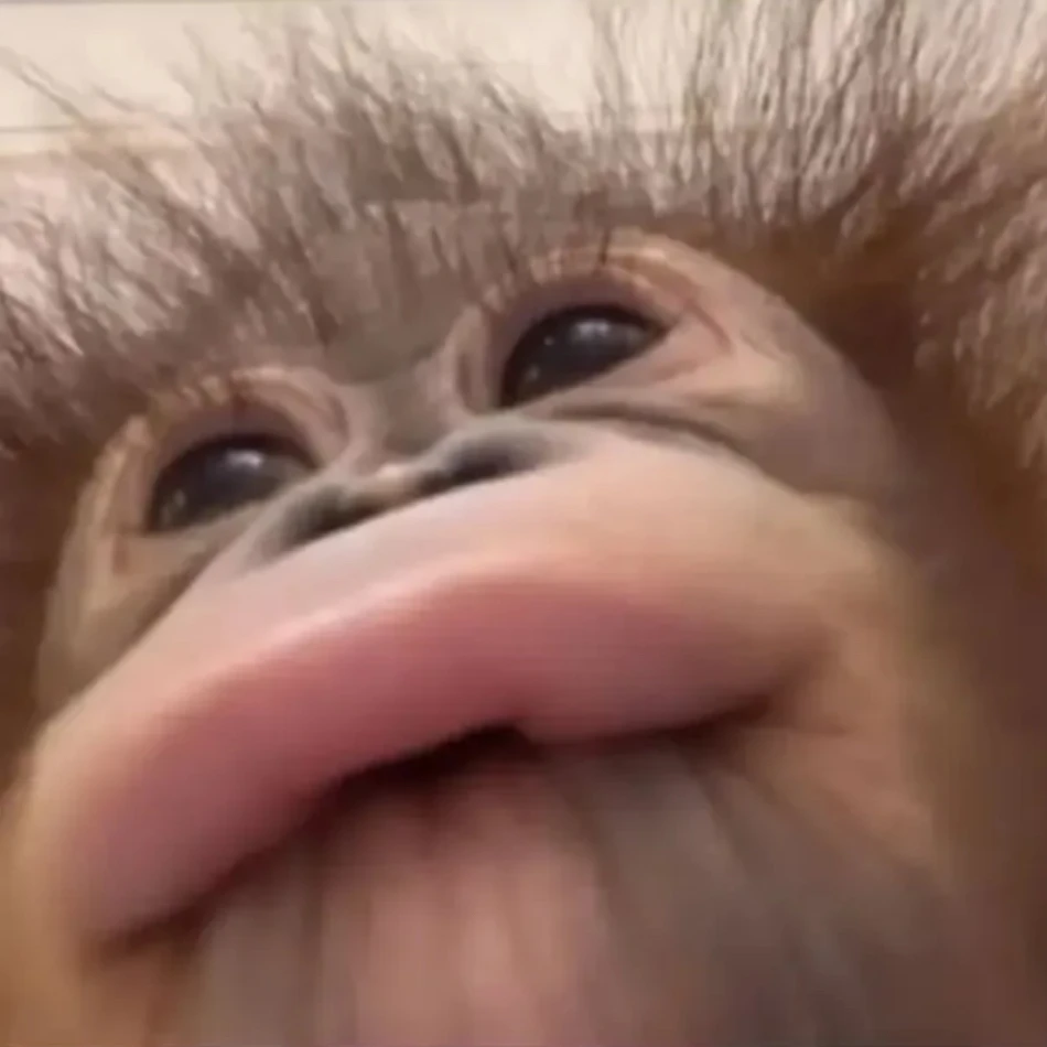 여우 퇴치하기