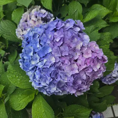 Profile image of 필립