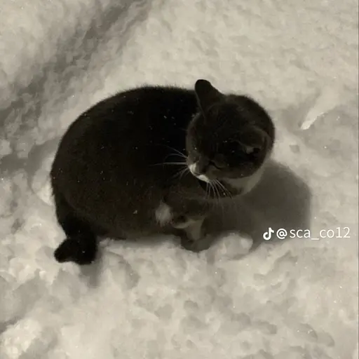 SleekBongo3278의 한도진