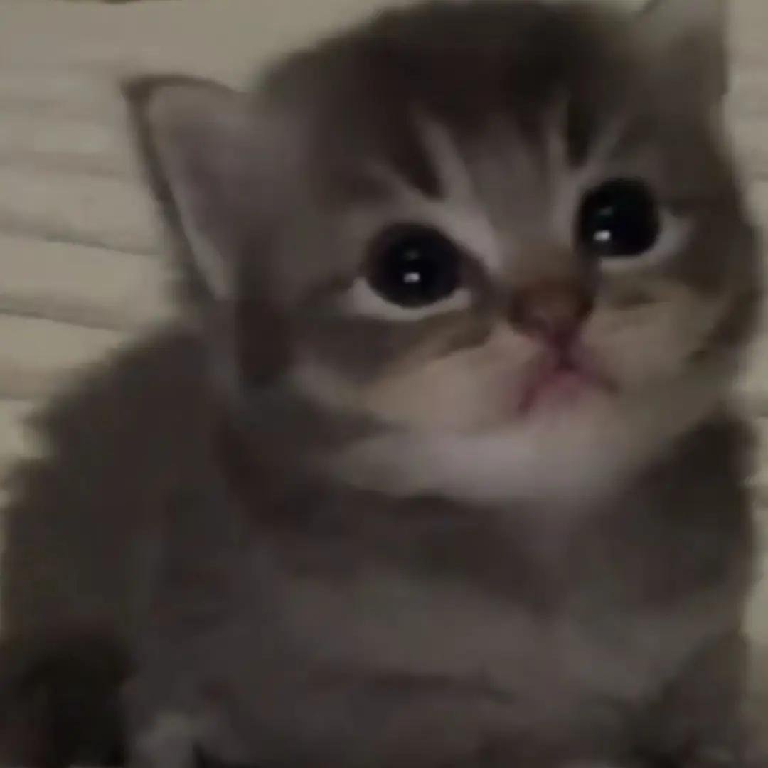 BeigeBarb3211의 키우긴데 이번엔 아기 고양이 키우기