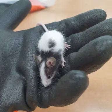 Profile image of 김하영