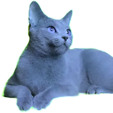 Profile image of 쉐냥이
