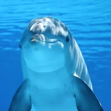 Profile image of 돌고래