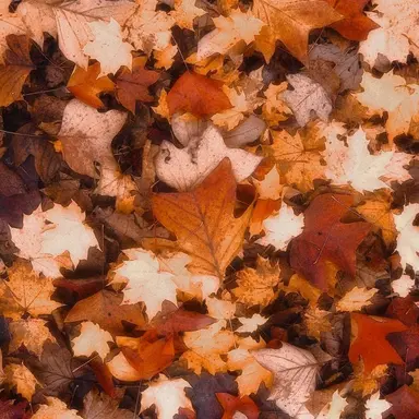 Profile image of 박덕개