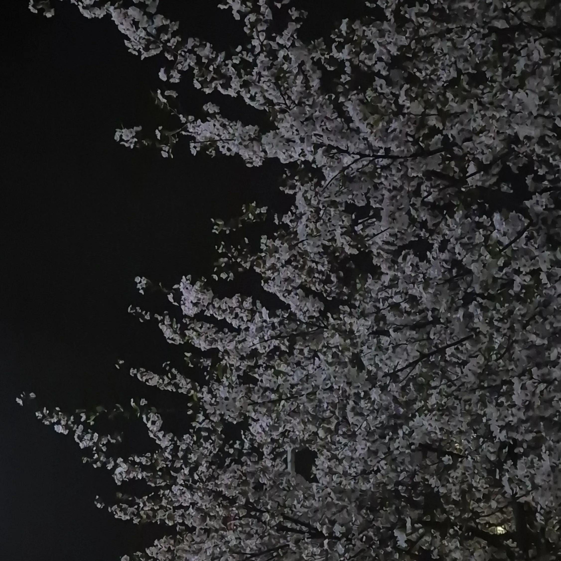 Applep1e_의 넌 어차피 날 사랑하잖아.