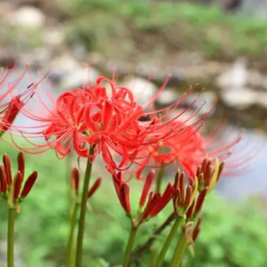 Profile image of 코요 템페스트