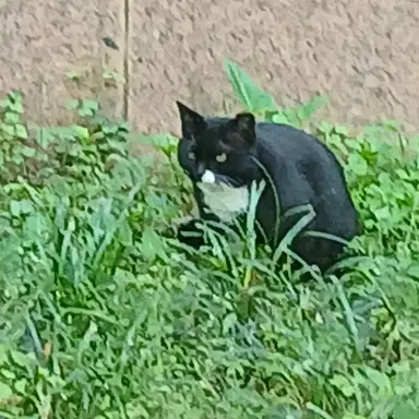 Profile image of 김여우