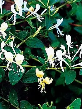 TallCrown5546의 말썽꾸러기 딸 키우기