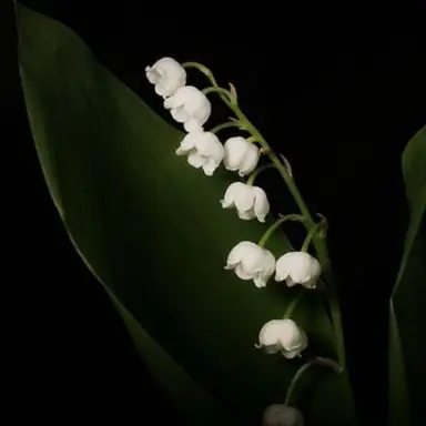Profile image of 조 은별