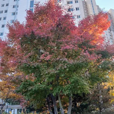 Profile image of 모양몬