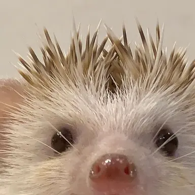 Profile image of 오뉴