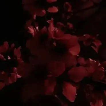 Profile image of 라더